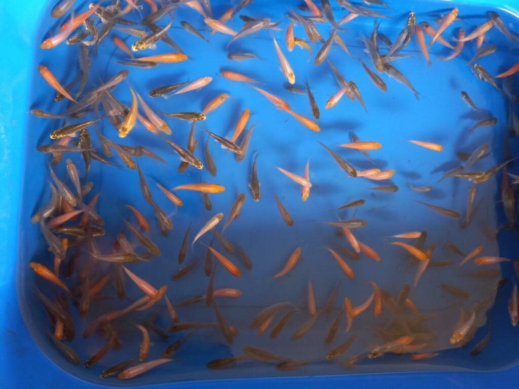 Koi fish eggs for sale best sale