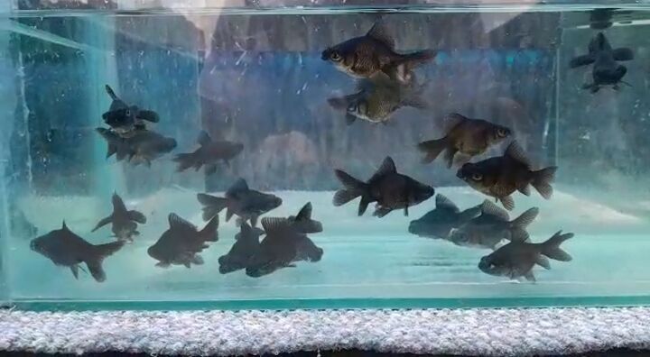 Black Moor Goldfish in South Africa - Fish First