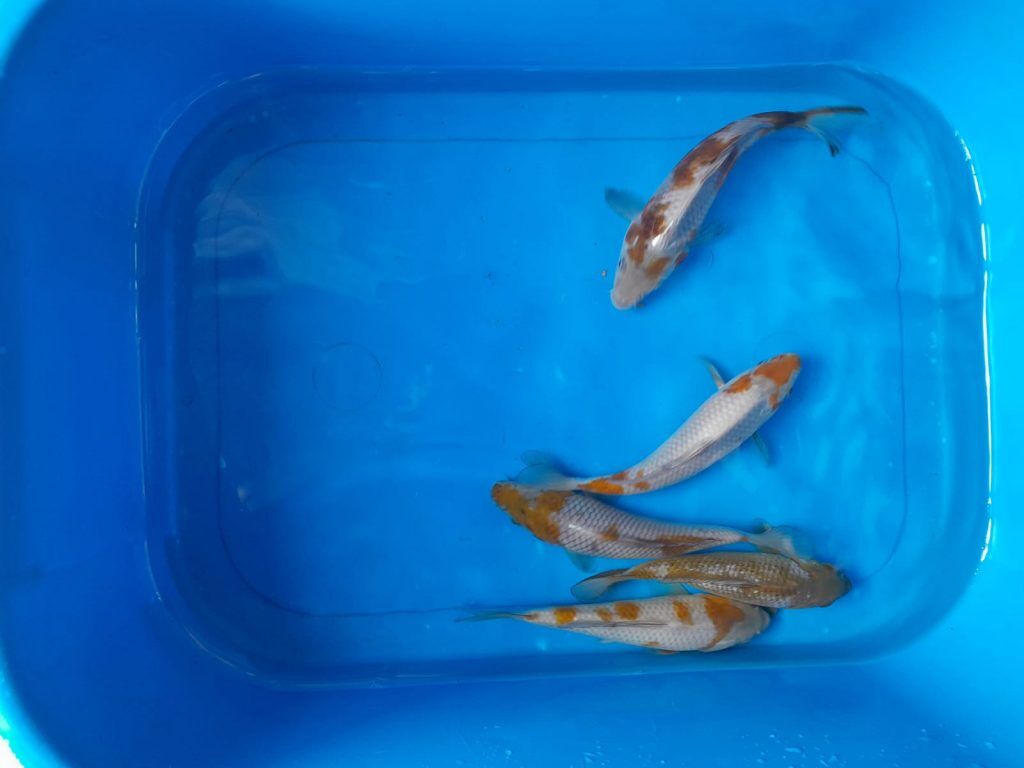 Baby koi best sale fish for sale